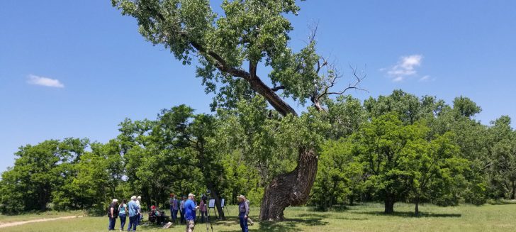 Texas Historic Tree Project recognizes ‘Frenchie’s Tree’ at Boys Ranch