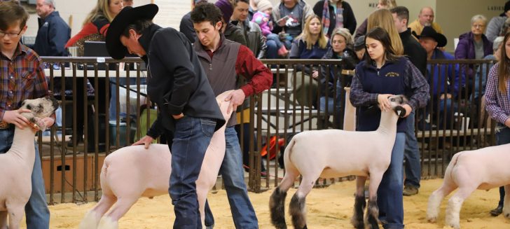 Boys Ranch Future Farmers of America chapter wins big at Oldham County Junior Stock Show