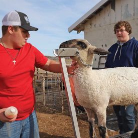 Boys Ranch and FFA —Staying true to the blue and gold