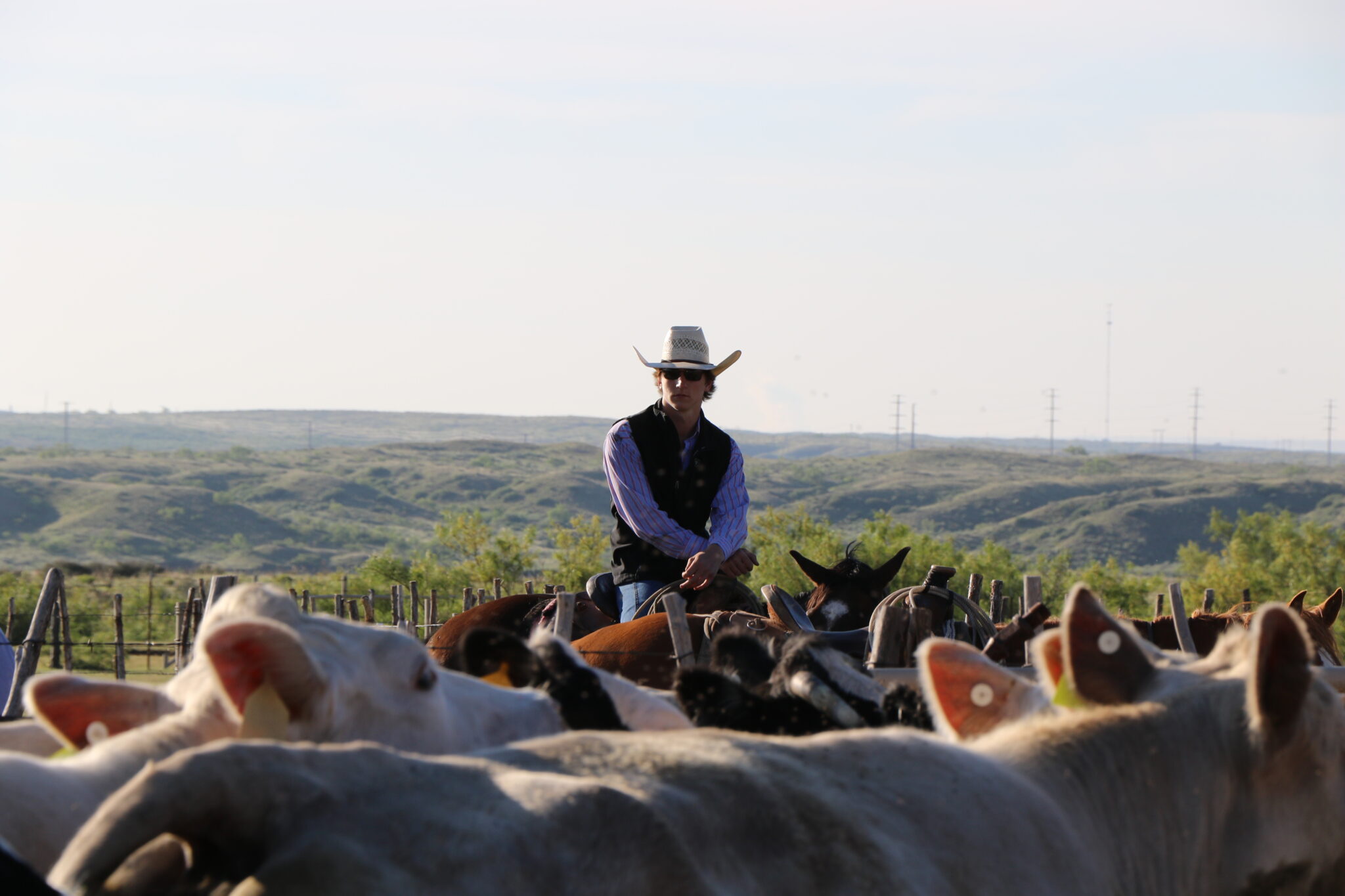 Kevin, on horseback, is overlooking a pen full of calves