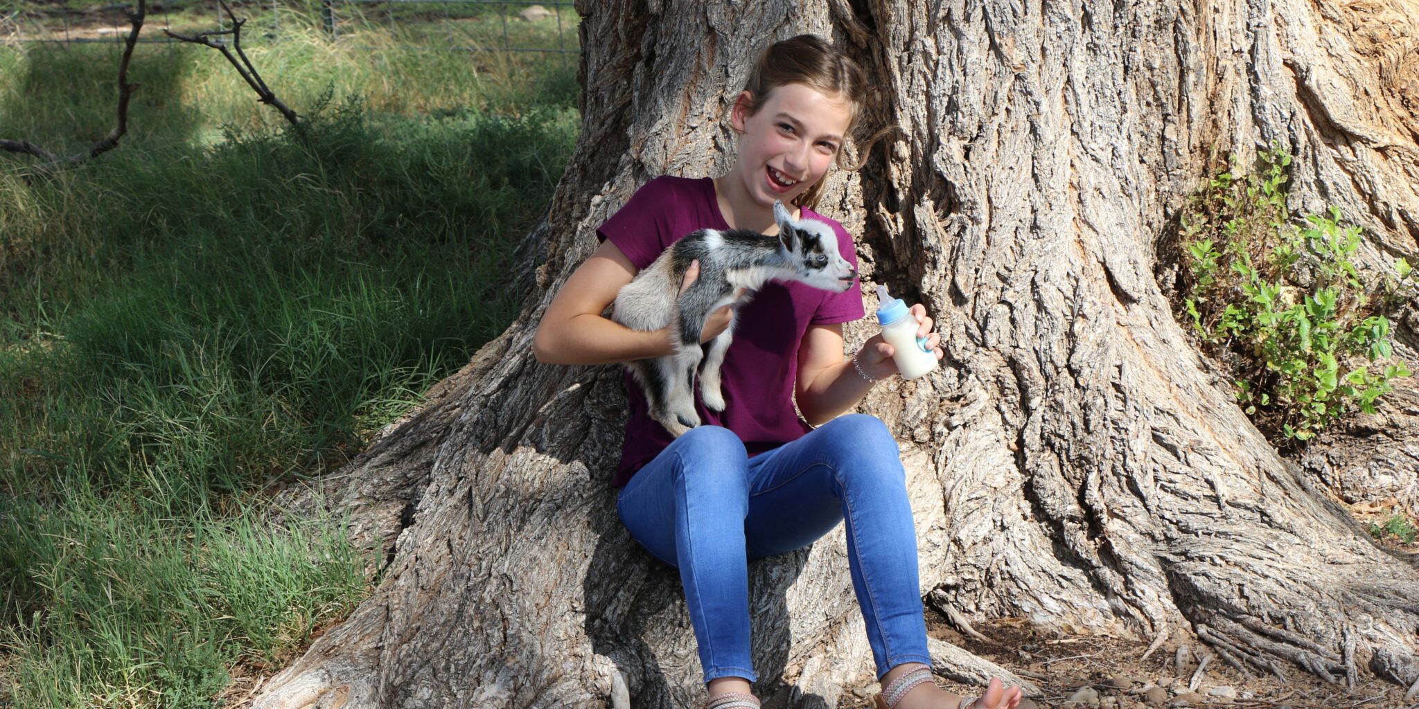 A girl sits under a tree, holding a bottle to feed a goat.