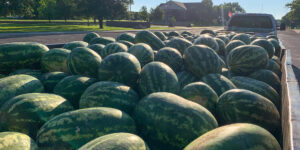 Trailer full of watermelons