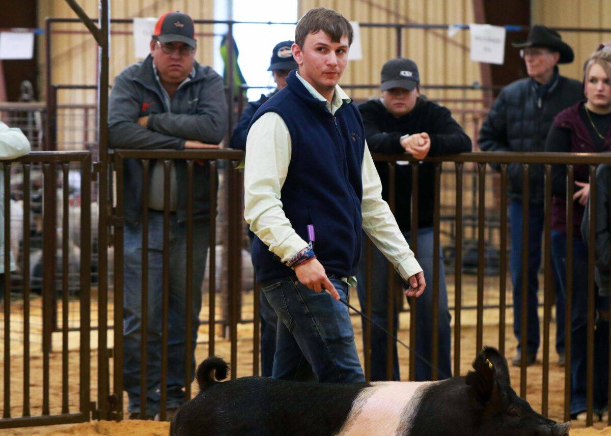 A boy in a blue FFA vest shows a black and white Hampshire pig.