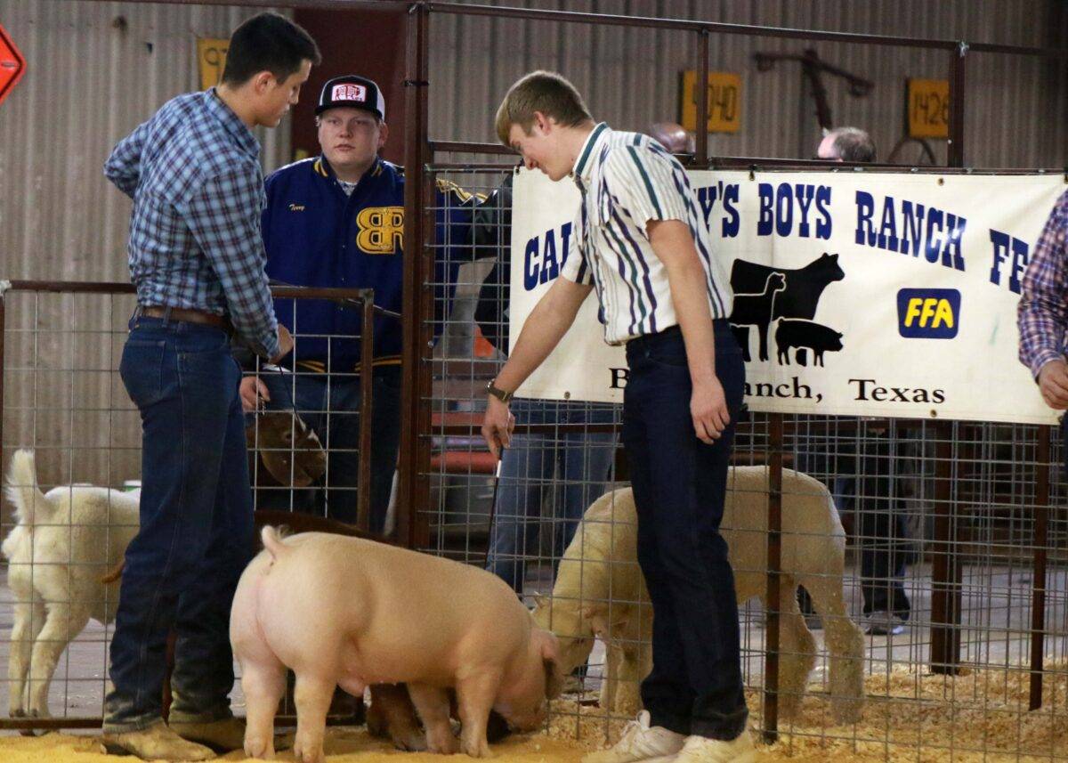 Grant and David show their pigs at the Boys Ranch FFA Livestock Show