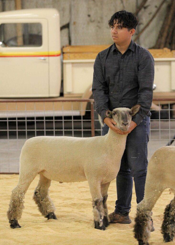 Sebastian showed a lamb through FFA this year.